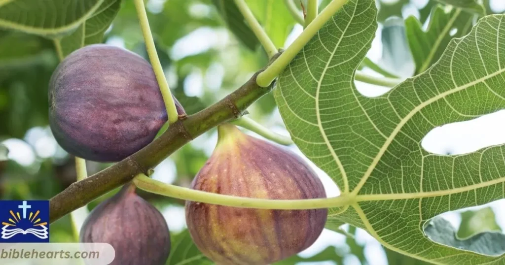 Fig tree in leaf