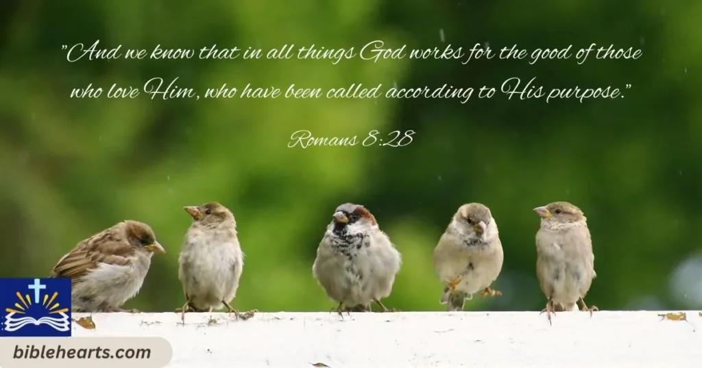 Romans 828 